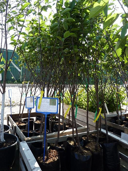 Вишня Апухтинская