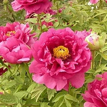 Пион древовидный 'Санрайс' (розовый)