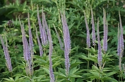 Вероникаструм сибирский (сине - голубой)