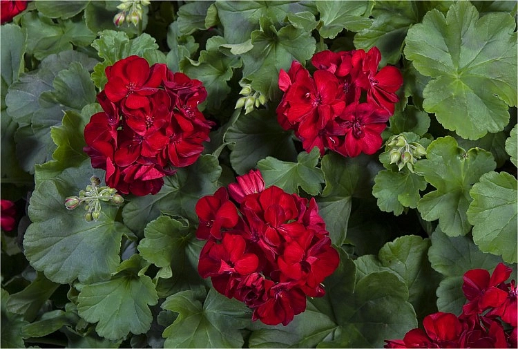 Пеларгония садовая 'Кастелло бернд дарк ред' (темно-красный)