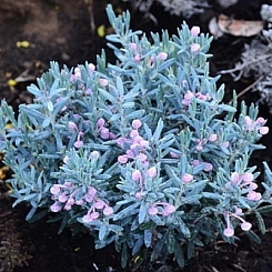 Андромеда многолистная (Подбел) 'Блу Лагун'