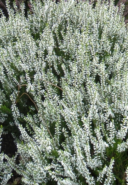Вереск обыкновенный 'Мелания' ( белый)
