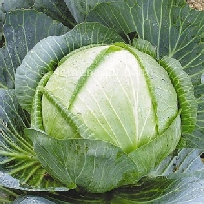 Капуста белокочанная 'Арктика'