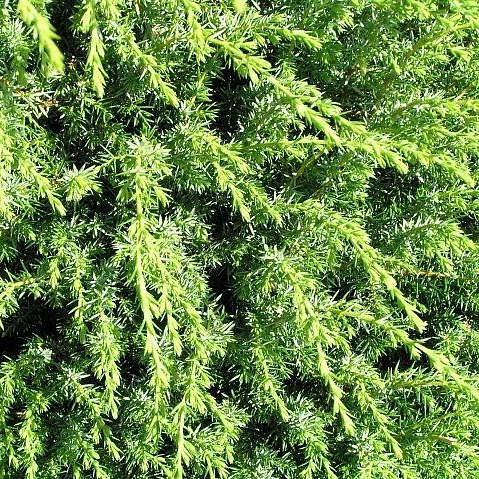 Можжевельник обыкновенный 'Мейер'