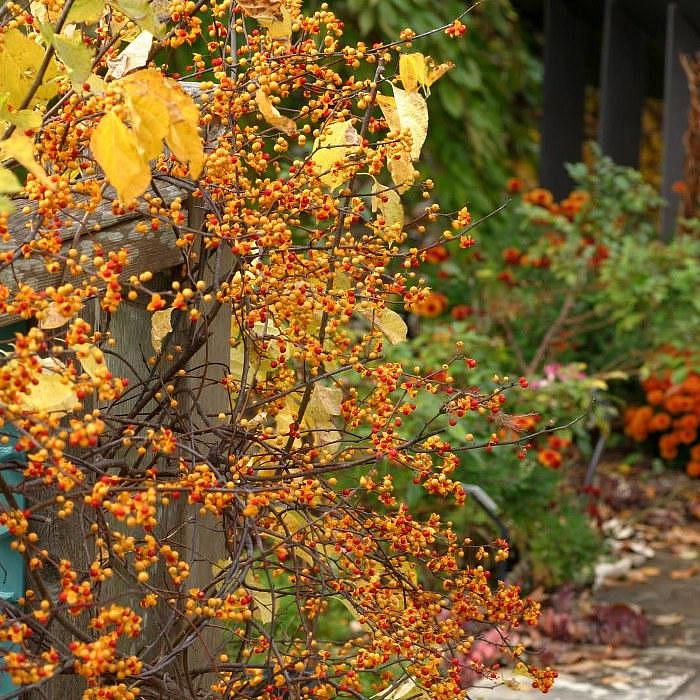 Древогубец лазящий Осенняя Революция (Autumn Revolution)