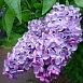 Сирень обыкновенная 'Мечта' (сине -лиловая)