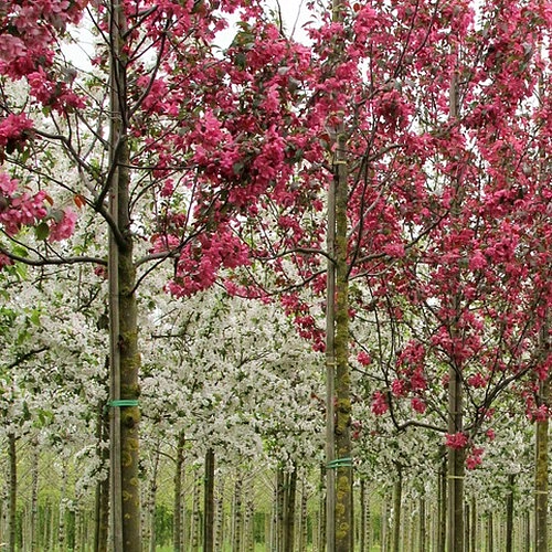 Яблоня декоративная 'Мокум'