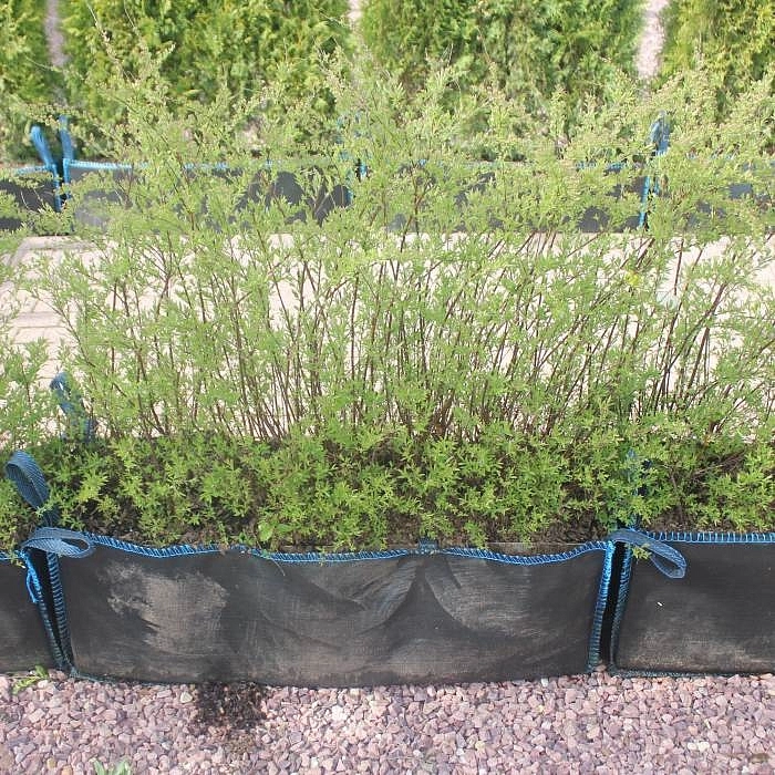 Спирея серая 'Грефшейм' блок живой изгороди