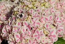 Гортензия крупнолистная 'Форевер энд Эвер Пепперминт'