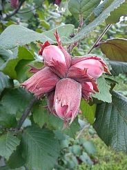 Фундук 'Екатерина'