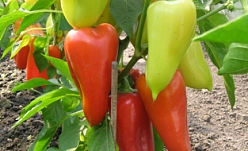 Перец 'Роман'