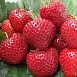 Земляника (клубника) 'Эльсанта' Земляника (клубника) 'Эльсанта'