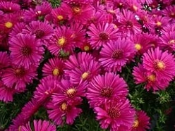 Астра кустовая 'Дженни' (розовая) Астра кустовая 'Дженни' (розовая)