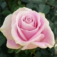 Роза 'Россини 2000' (чайно-гибридная) (кремово - розовая)
