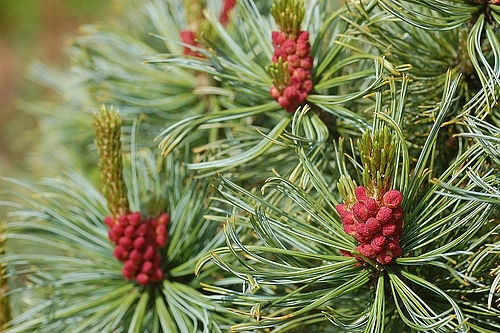 Сосна кедровая стланиковая 'Драйерс Дварф'