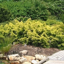 Можжевельник пфитцериана 'Сейбрук Голд'