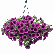 Петуния ампельная 'Эвенинг Скентейшн' (кашпо)