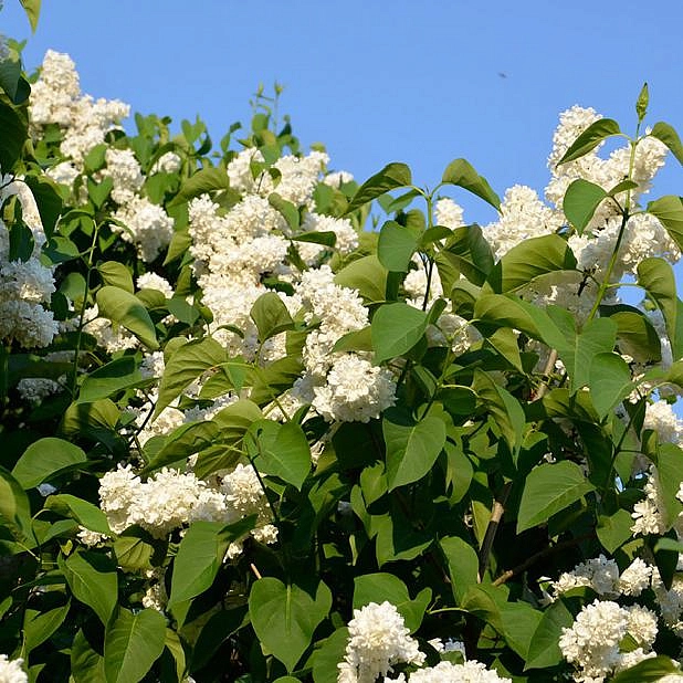 Сирень обыкновенная 'Принцесса Клементина' (белая)