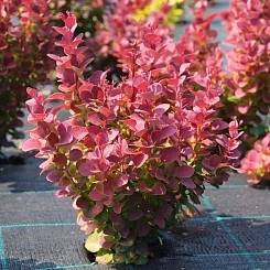 Барбарис Тунберга 'Венис'