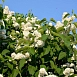 Сирень обыкновенная 'Принцесса Клементина' (белая)