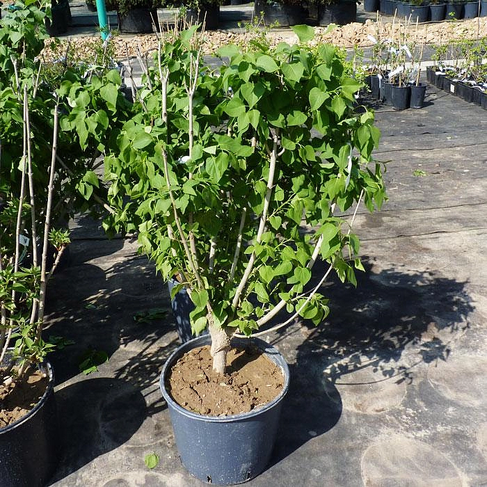 Сирень обыкновенная 'Миссис Эдвард Хардинг' (лилово - розовая)