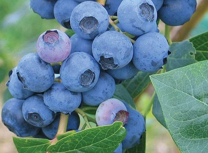 Голубика высокорослая 'Эрлиблю'