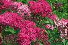 Спирея японская 'Суперстар'