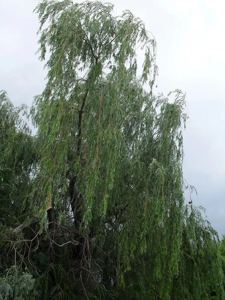 Ива плакучая 'Бланда'