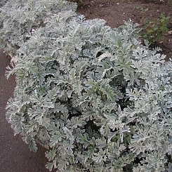 Цинерария морская (приморская)