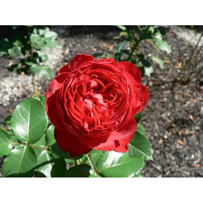 Роза 'Травиата' (чайно-гибридная) (вишневый)