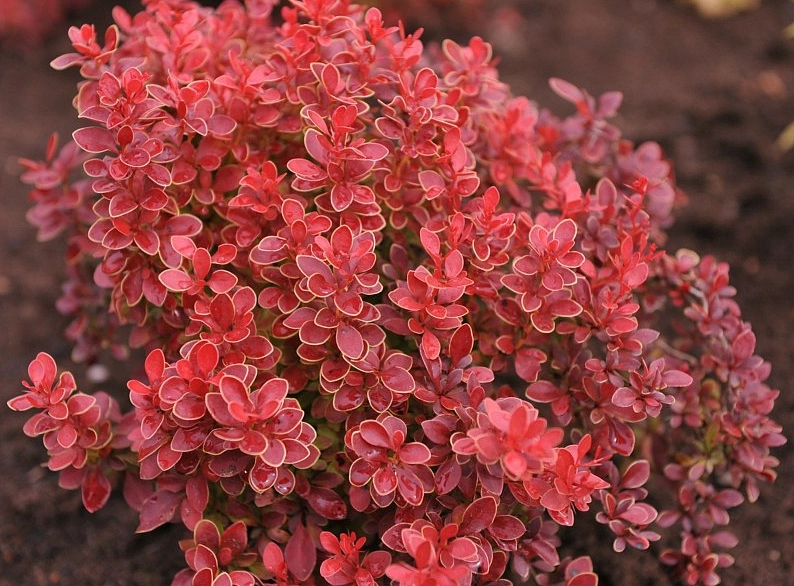 Барбарис Тунберга 'Адмирейшн'