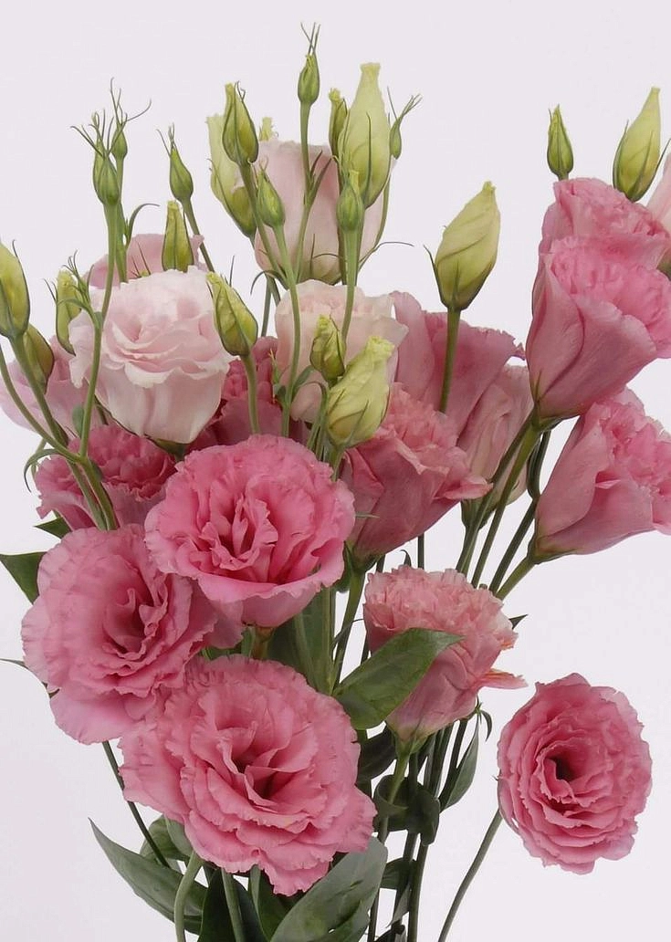 Семена Эустома