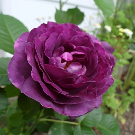 Роза 'Минерва' (чайно-гибридная) (фиолетовая)