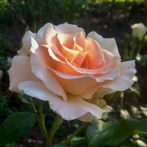 Роза 'Рококо' (шраб) (персиково - кремовая)