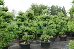 Лиственница европейская бонсай