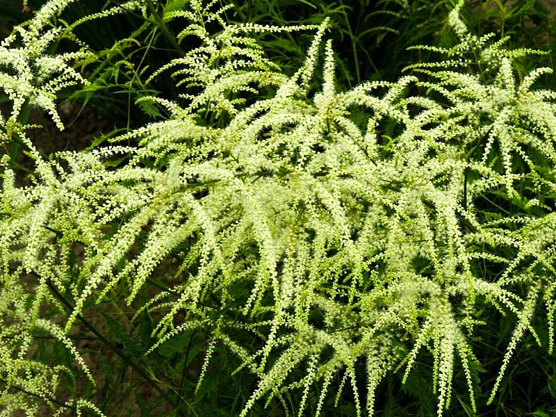 Волжанка двудомная 'Кнайфи'