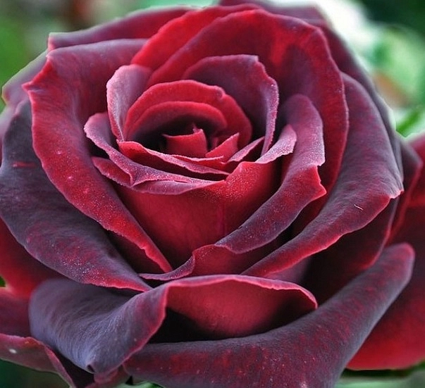 Роза 'Папа Мейланд' (чайно-гибридная) ( бордово красная)