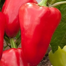 Перец сладкий 'Император'