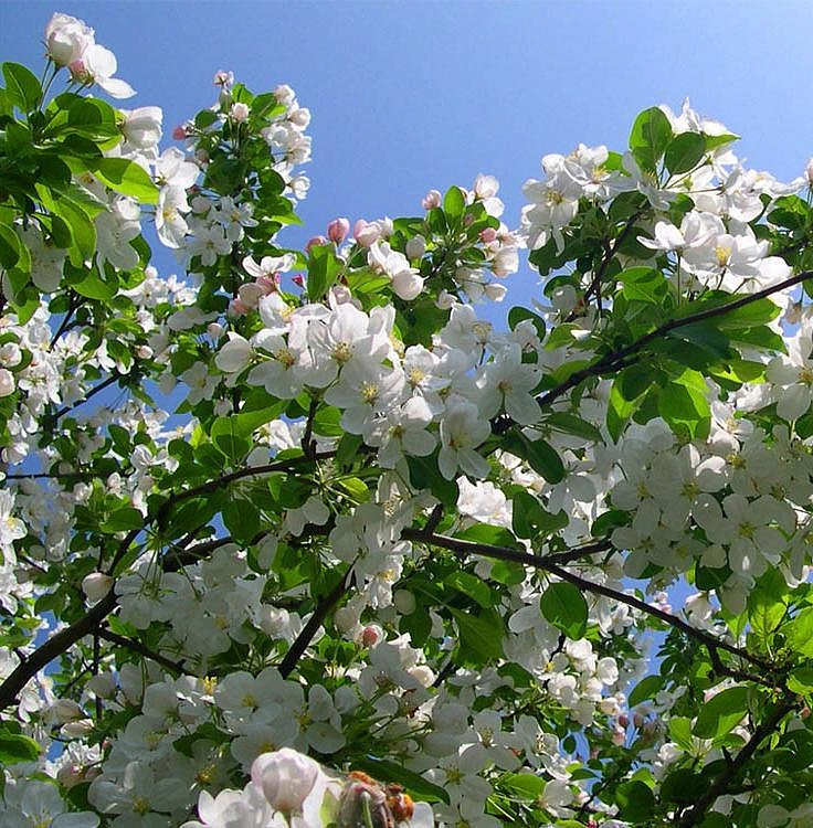 Яблоня ягодная