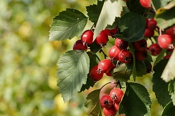 Боярышник перистонадрезанный