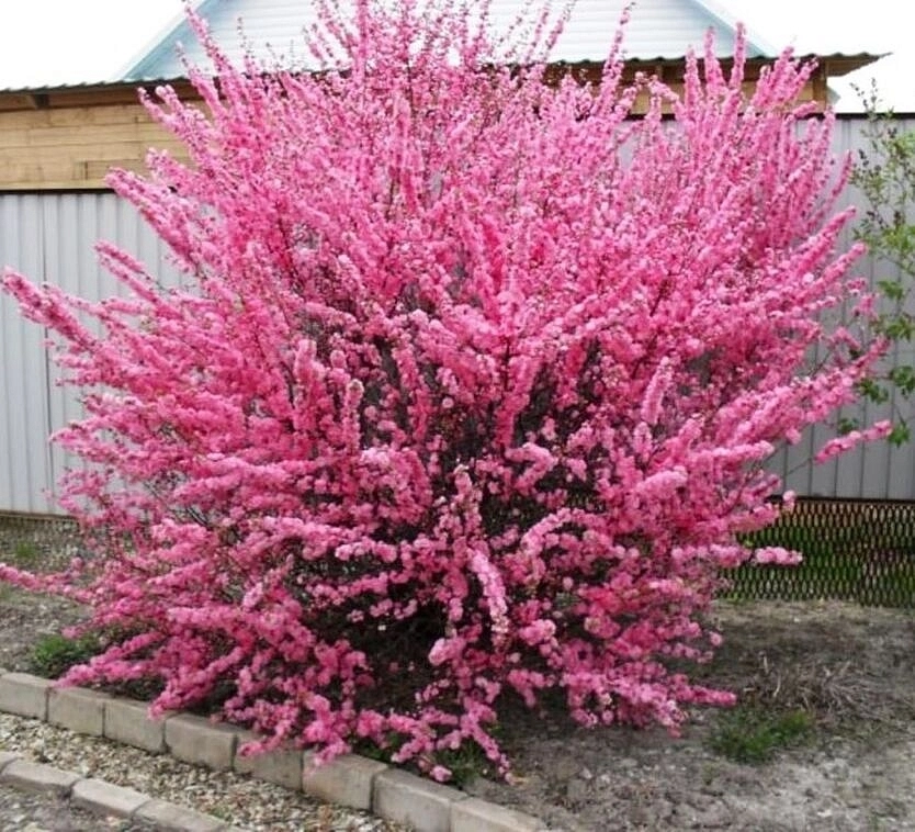 Миндаль трехлопастной 'Розенмунд' Миндаль трехлопастной 'Розенмунд'