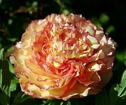 Пион древовидный 'Кинкаку' (персиковый с розовыи краями)