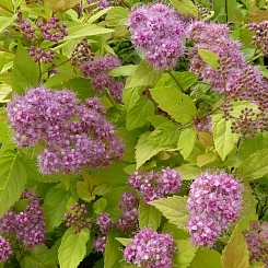 Спирея японская 'Голдмаунд' Спирея японская 'Голдмаунд'