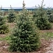 Ель колючая 'Глаука' Ель колючая 'Глаука'