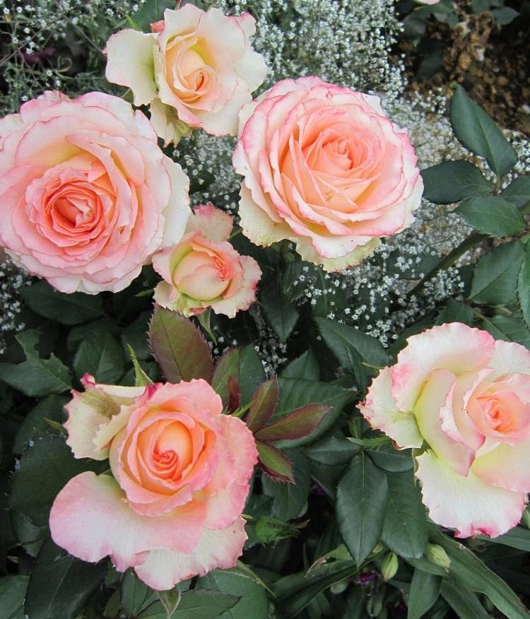 Роза 'Дуэт' (чайно-гибридная) (бело - персиковая с розовым)