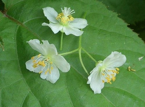 Актинидия Аргута 'Великанша 2' ( муж.)