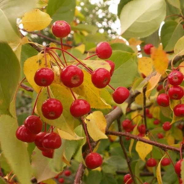 Яблоня домашняя 'Сибирка' (ягодная, ранетка)