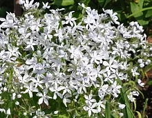 Флокс растопыренный 'Уайт Парфюм'