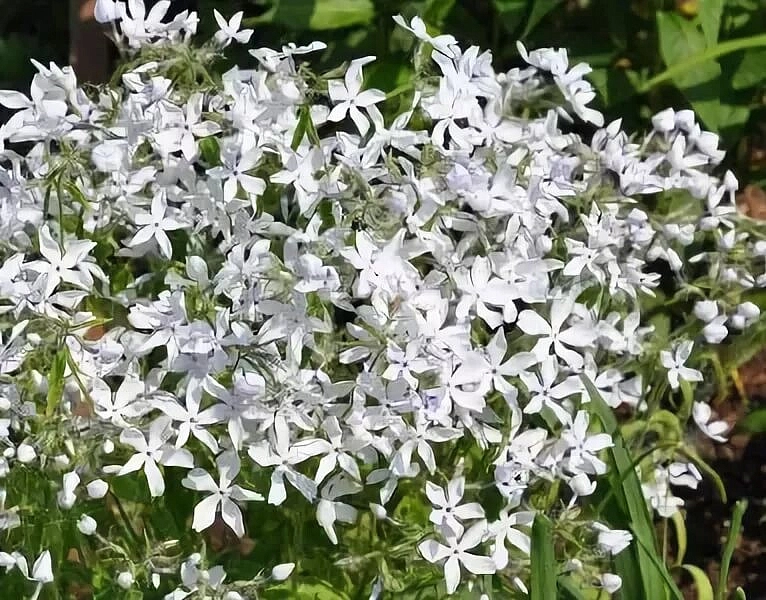 Флокс растопыренный 'Уайт Парфюм'