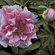 Пион древовидный 'Каматафуджи' (лавандово-розовый)